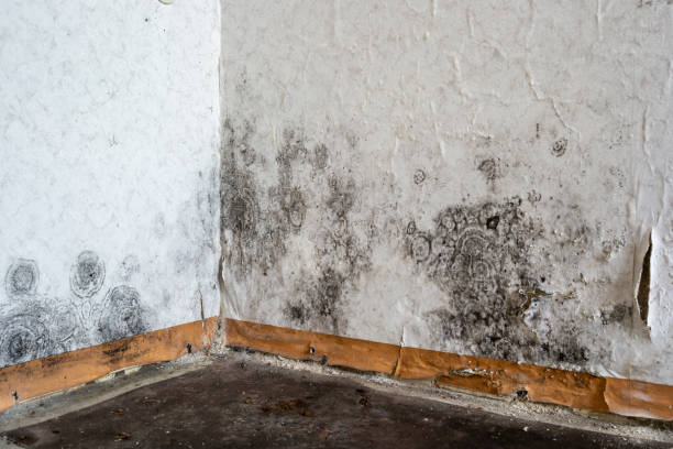 Office Mold Removal Services in Old Jefferson, LA